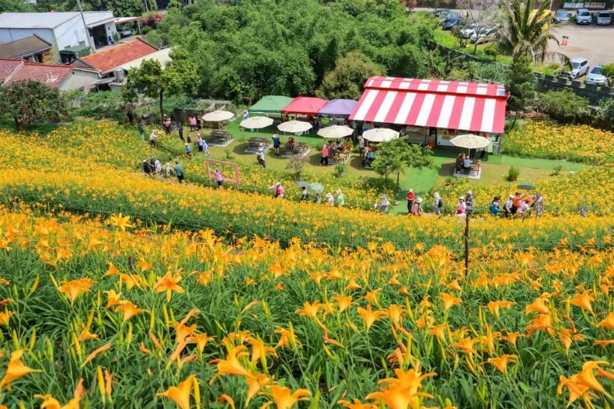 免衝花東！30萬株「金針花海」免費拍，花況歷年最美、全台最早開的金針花