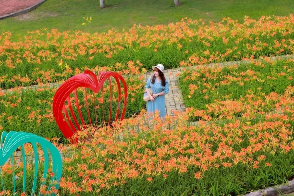 台中初夏最強花海！橘紅金針花、向日葵免費拍，2025最新花況一次看