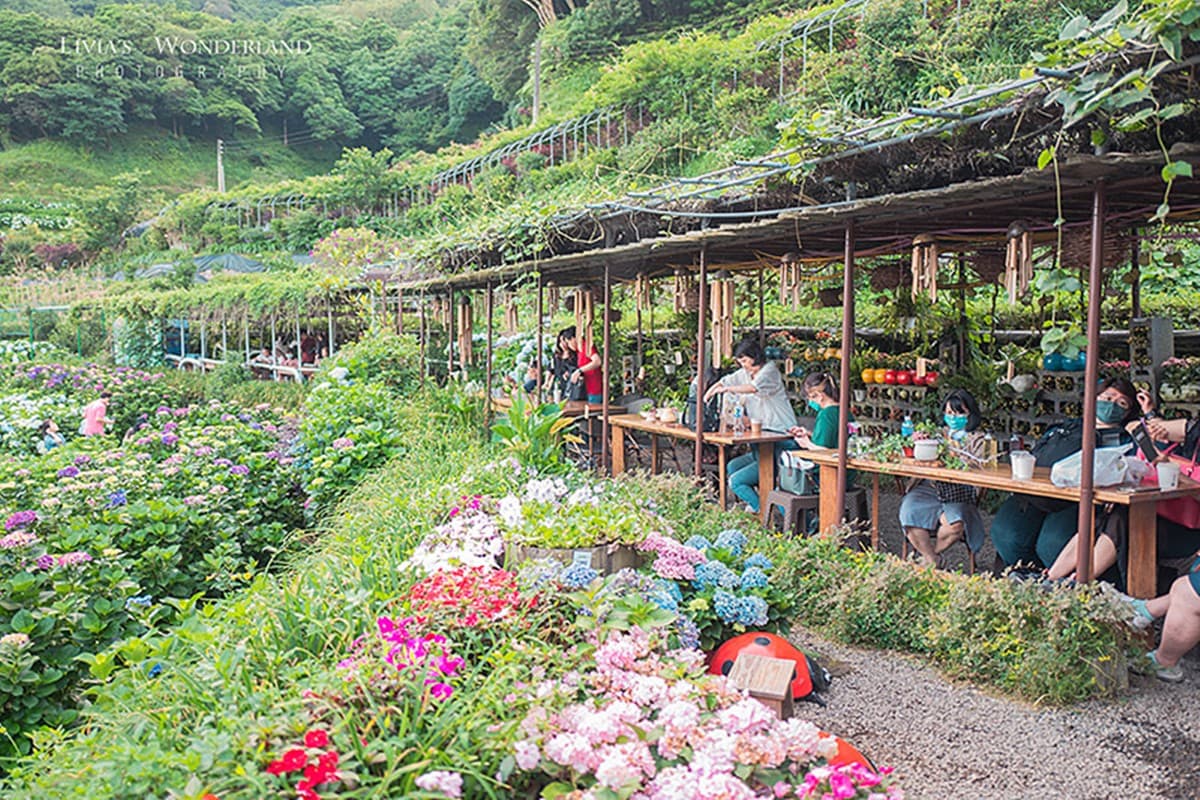 2025竹子湖繡球花季開跑！台北最美繡球花海在這，門票150元可全額抵消費
