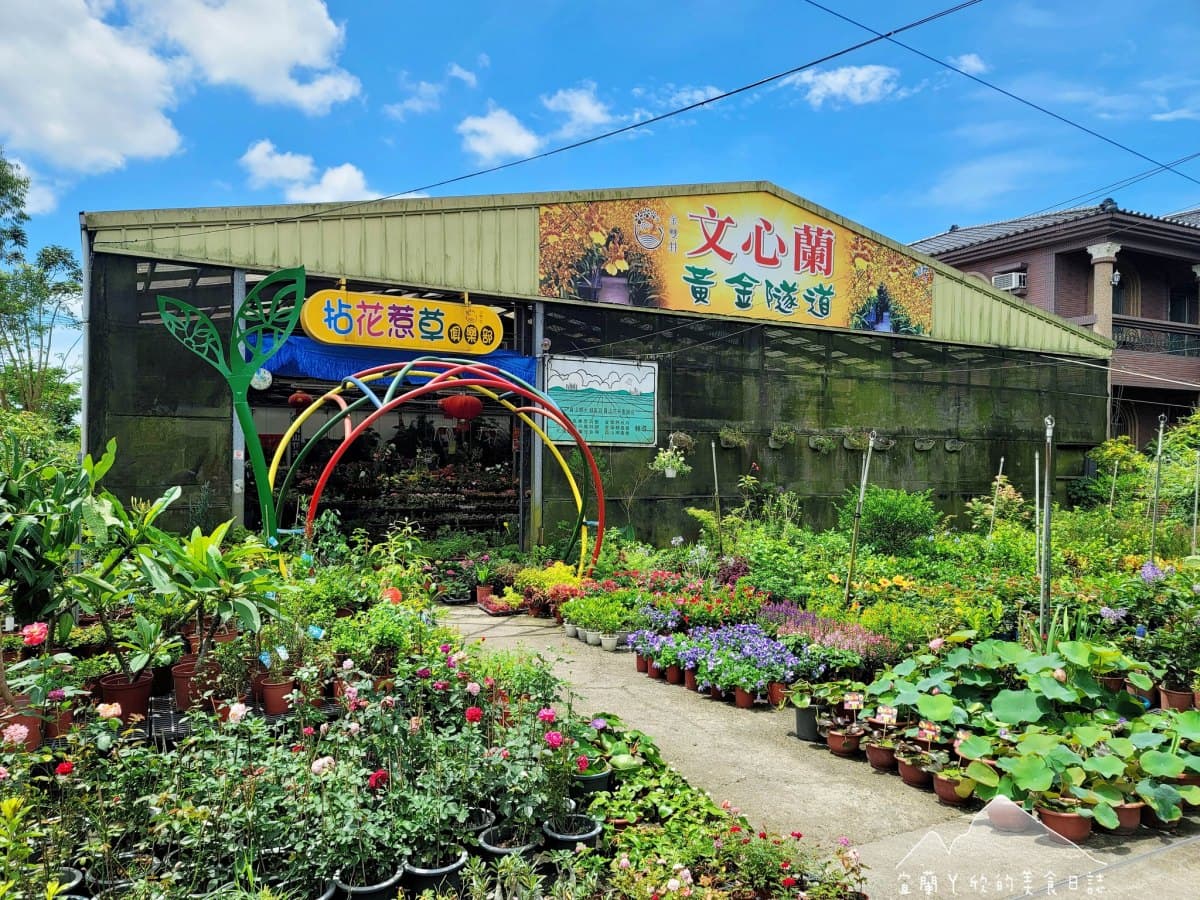 全台唯一「黃金文心蘭隧道」在這！門票50元超好拍，６月限定美景錯過等明年