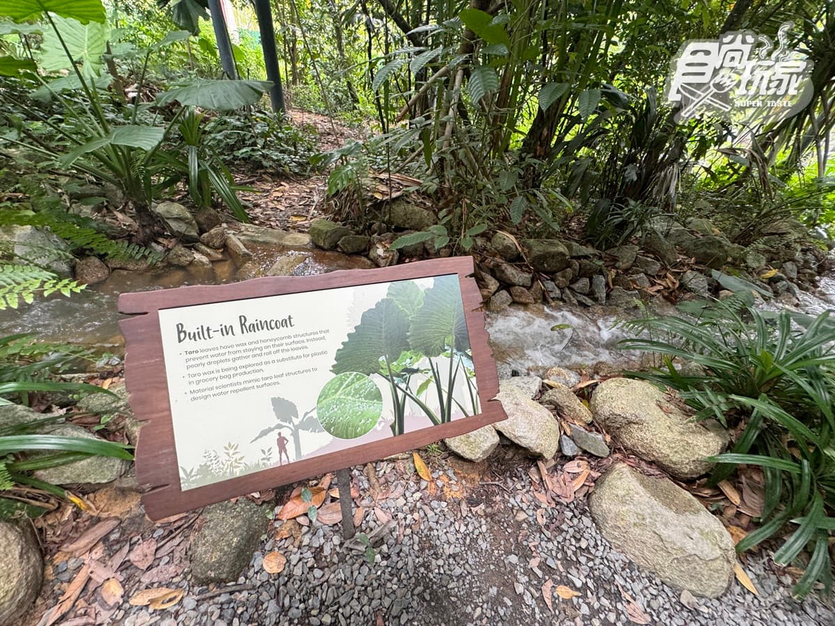 亞洲首座「雨林野生探險園」開幕!5大亮點攻略搶看:36種珍稀動物、洞穴探險 亞洲首座「雨林野生探險園」開幕!5大亮點攻略搶看:36種珍稀動物、洞穴探險