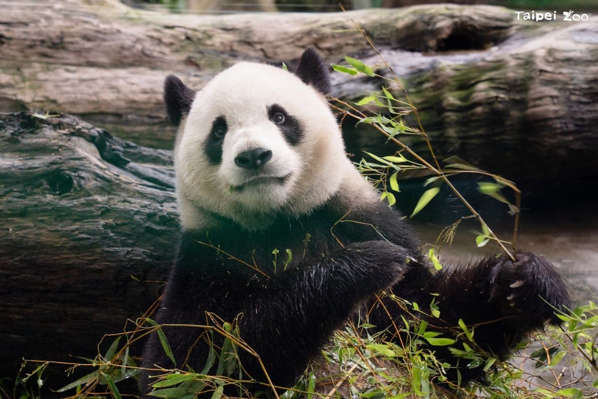 木柵動物園暑假限定「星光票」登場！參觀時間延長到９點，可和動物一起野餐