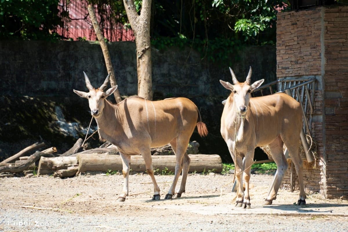 木柵動物園暑假限定「星光票」登場！參觀時間延長到９點，可和動物一起野餐