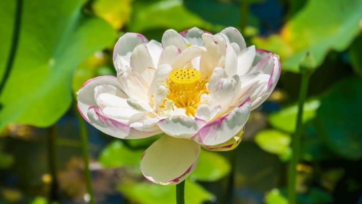 蓮花的花瓣有不同顏色，仔細聞還可聞到淡淡清香。（圖片來源：小佳的幻想世界）