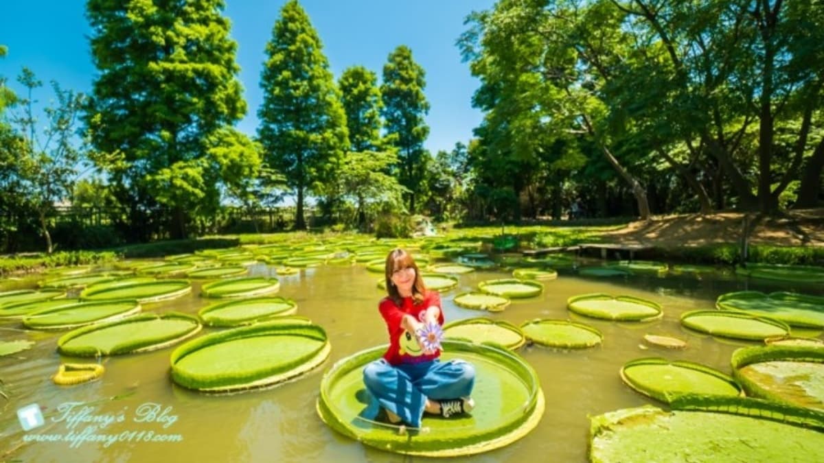 農場每年只有夏天開放，提供超特別的「大王蓮」可以搭乘拍照！（圖片來源：小佳的幻想世界）