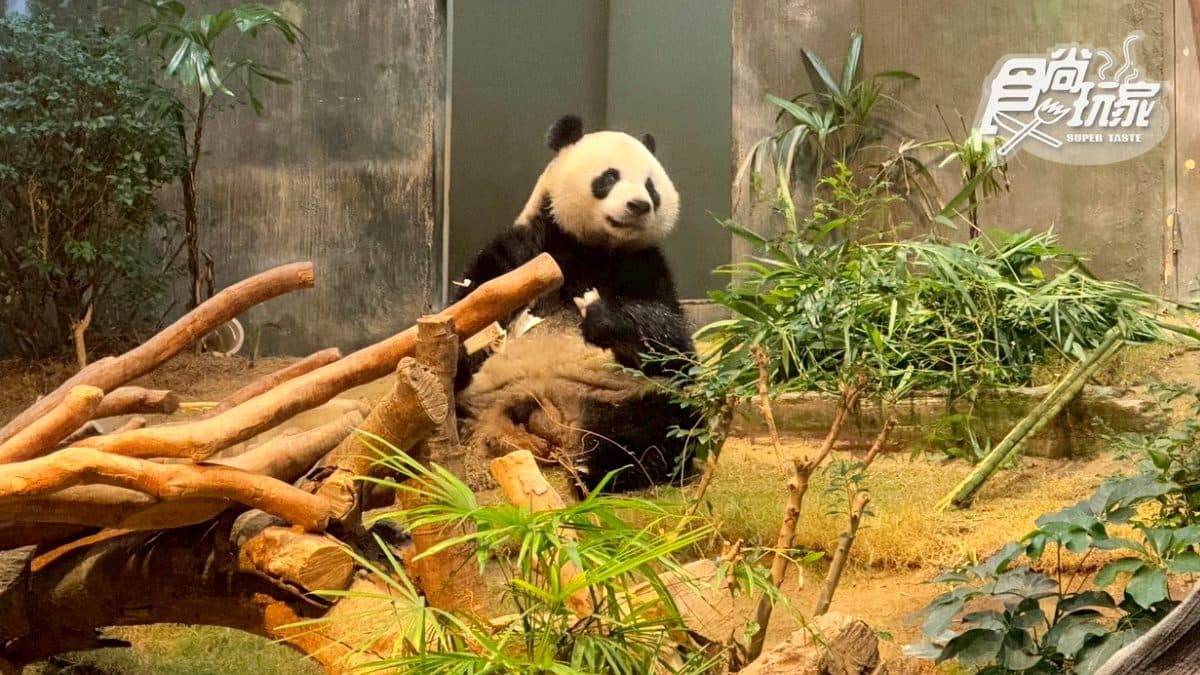 2026香港海洋公園全攻略！門票優惠、必玩設施一次收，近距離看熊貓＋狐獴（中獎公布）