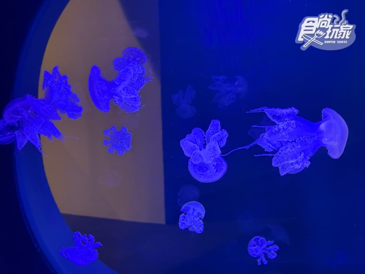 全台最美「台中海洋館」開幕直擊！全館８大展區開箱，票價、參觀資訊一次看