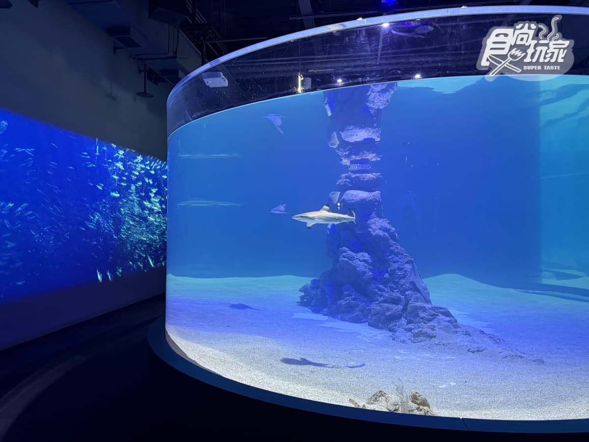 全台最美「台中海洋館」開幕直擊！全館８大展區開箱，票價、參觀資訊一次看