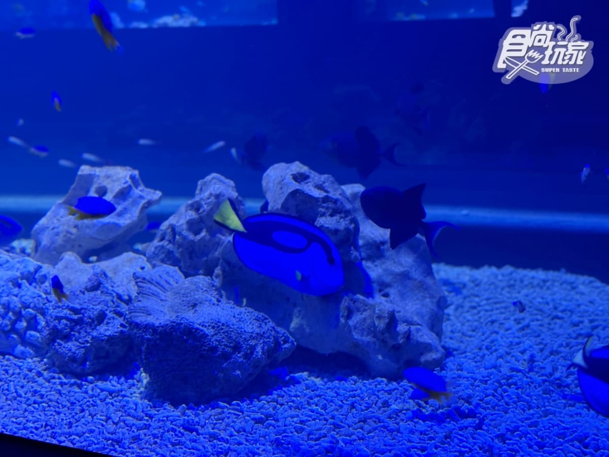 全台最美「台中海洋館」開幕直擊！全館８大展區開箱，票價、參觀資訊一次看