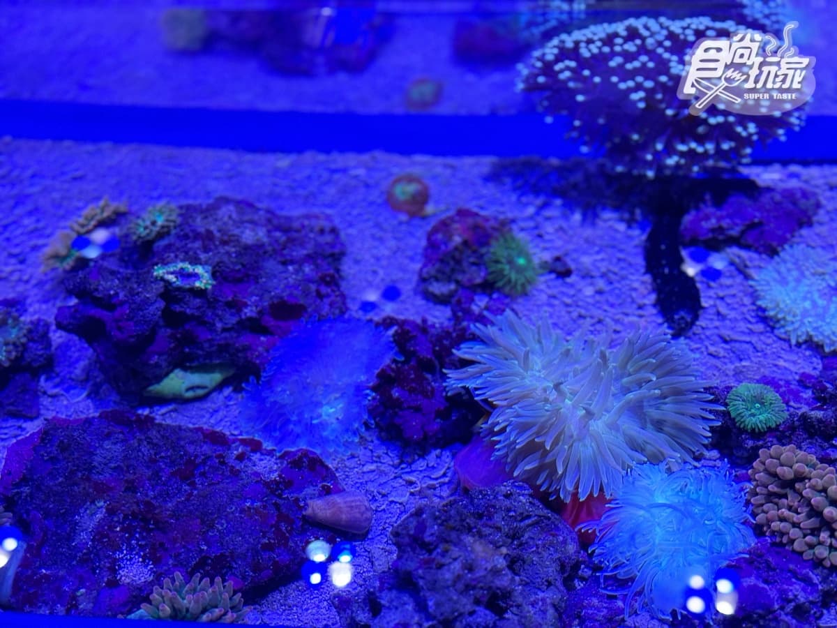 全台最美「台中海洋館」開幕直擊！全館８大展區開箱，票價、參觀資訊一次看