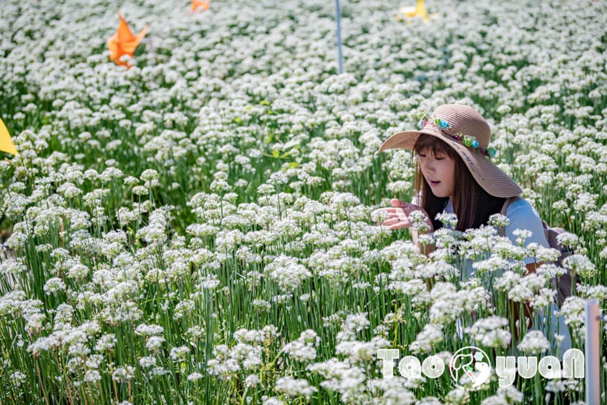 仙氣爆棚「九月雪」免費拍！2025桃園韭菜花節開跑：花況、花季資訊一次看