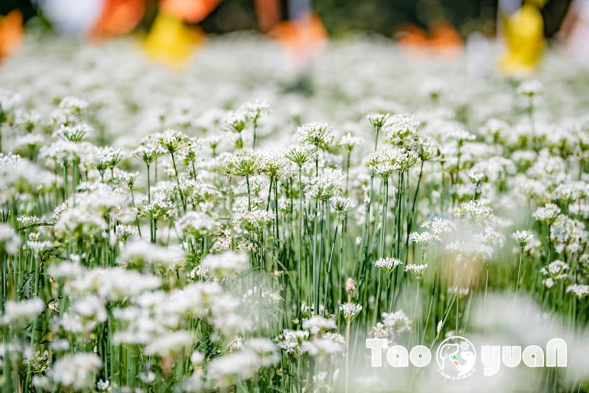 仙氣爆棚「九月雪」免費拍！2025桃園韭菜花節開跑：花況、花季資訊一次看