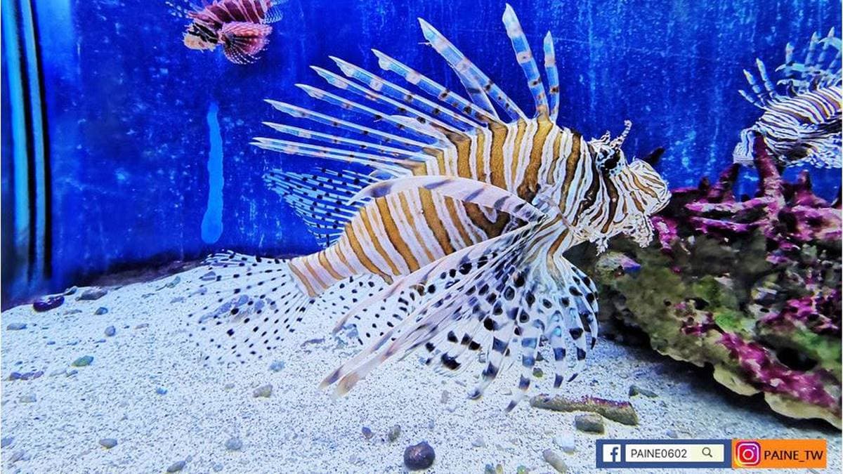 「海洋奇珍園」飼養超過500種海洋生物，並規劃８大展區可逛。（圖片來源：小不點看世界）