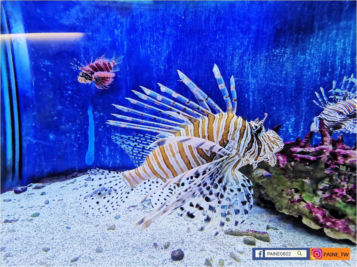 高雄30年「隱藏版水族館」將歇業！展示500種珍稀生物，把握最後機會開逛