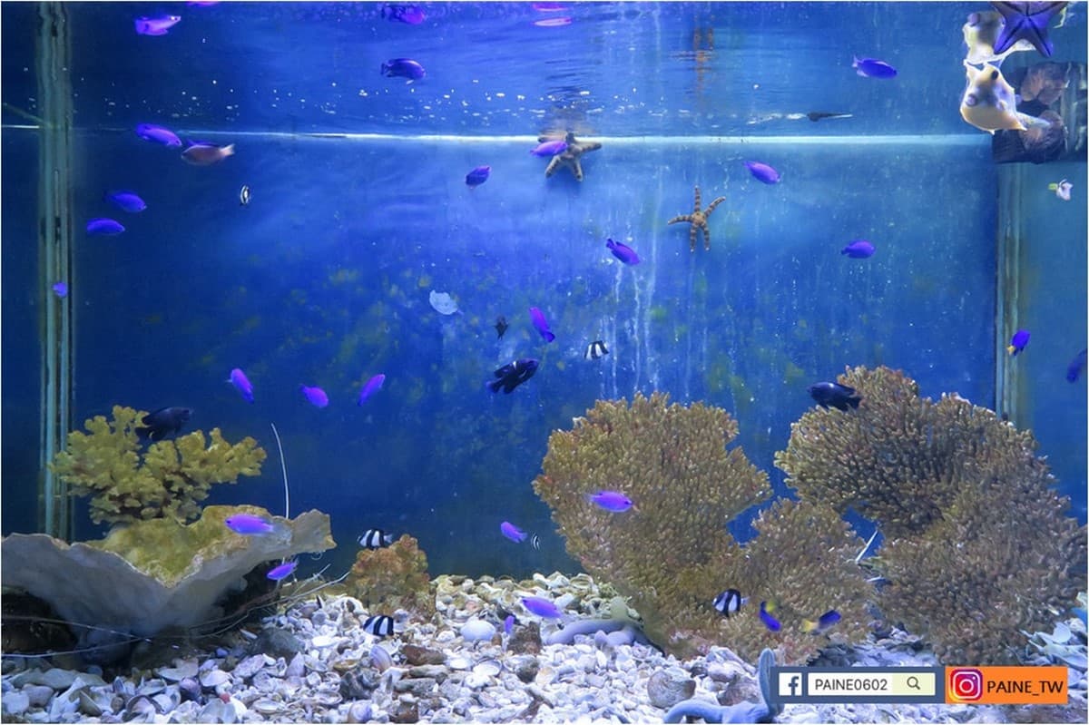 高雄30年「隱藏版水族館」將歇業！展示500種珍稀生物，把握最後機會開逛