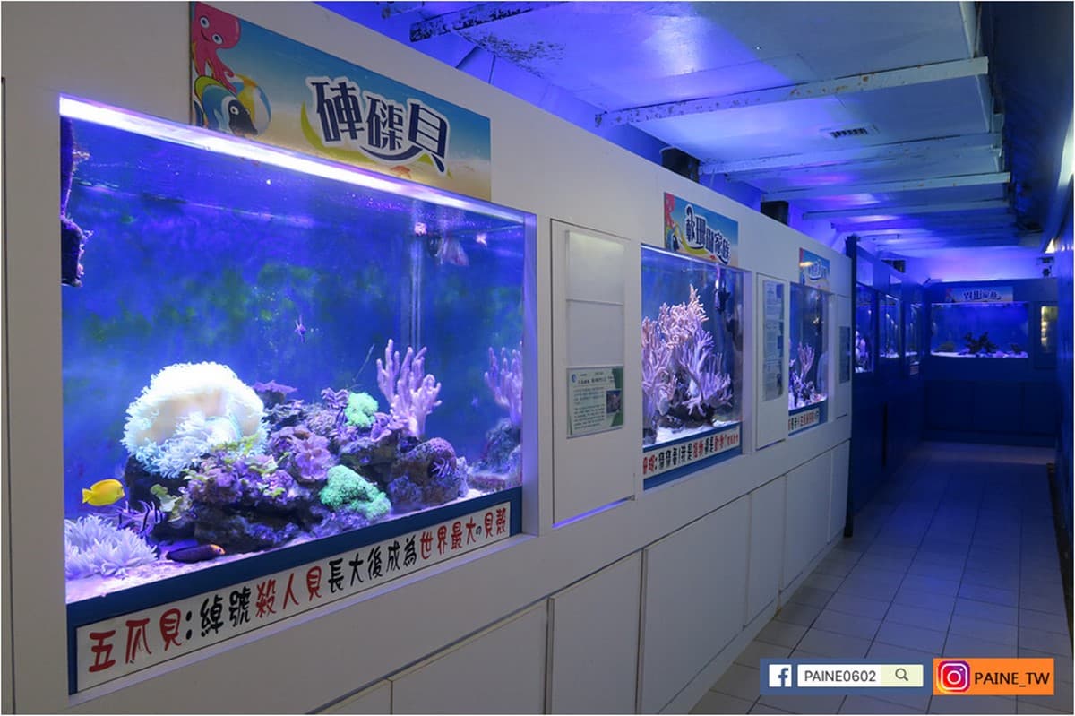 高雄30年「隱藏版水族館」將歇業！展示500種珍稀生物，把握最後機會開逛