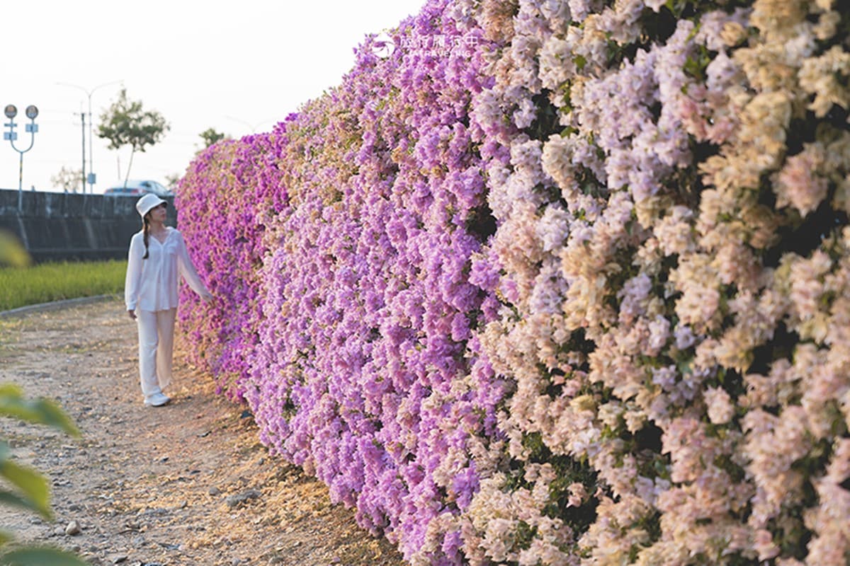 最新台南爆紅「九重葛花牆」在這！多色花朵爭奇鬥豔，綿延百米超好拍