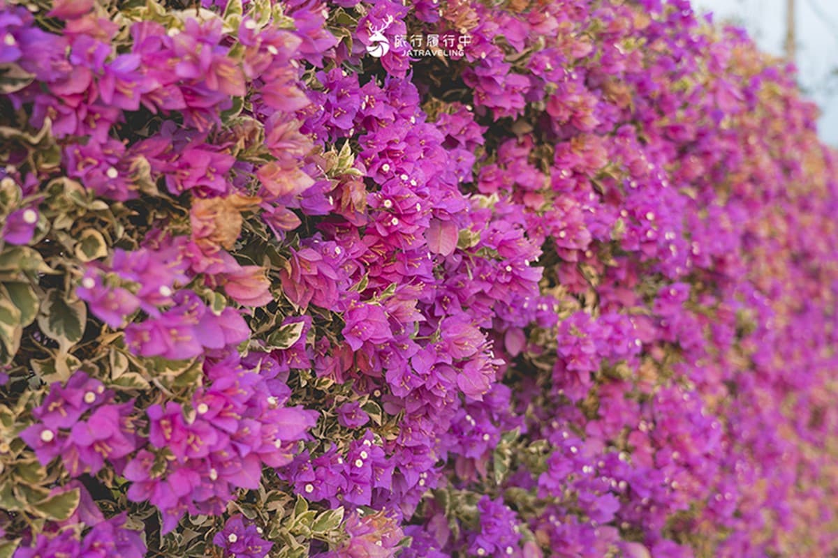 最新台南爆紅「九重葛花牆」在這！多色花朵爭奇鬥豔，綿延百米超好拍