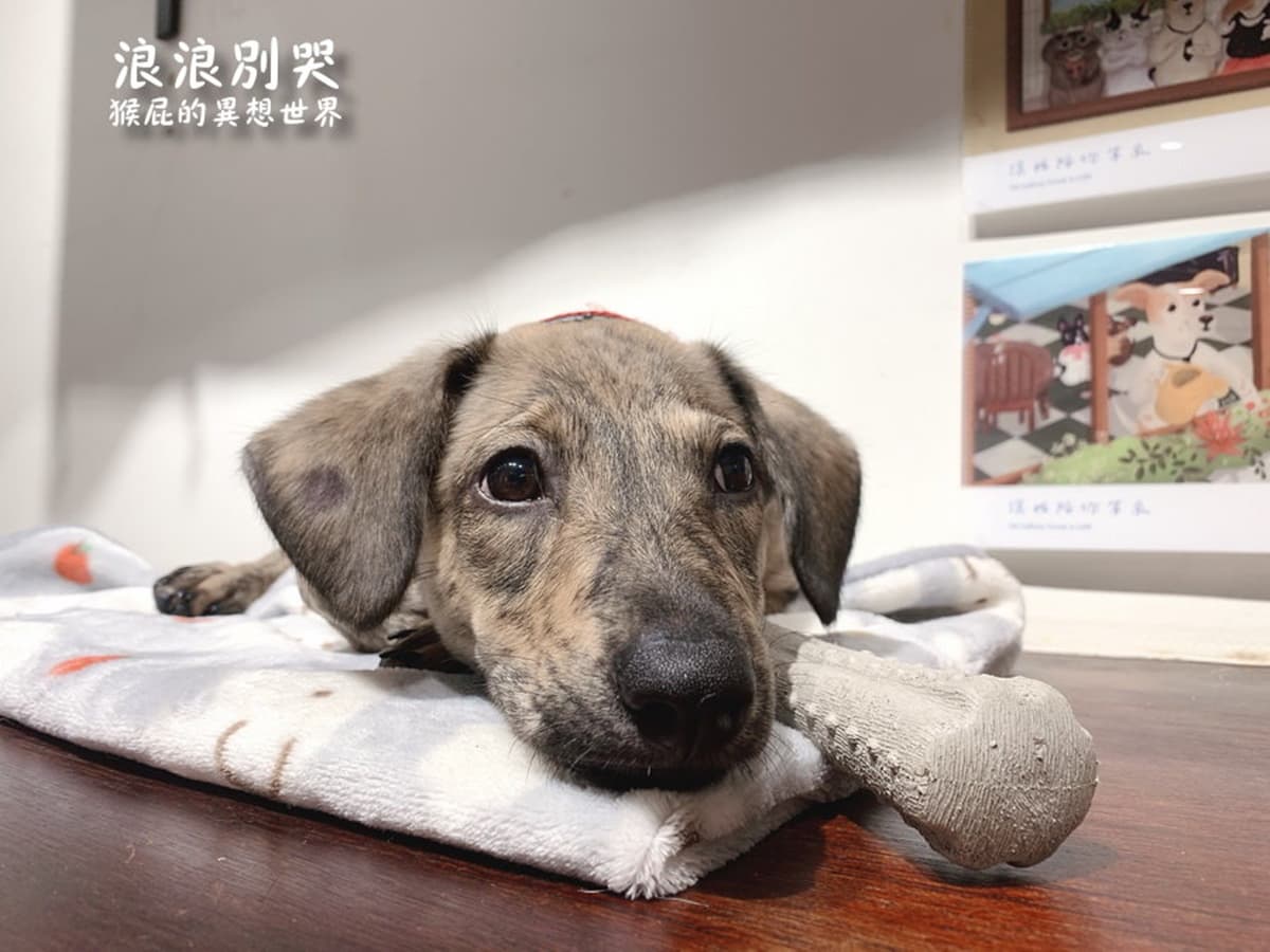 台北寵物友善咖啡廳精選！14家可帶毛孩＋貓狗主題店，加碼寵物餐廳推薦