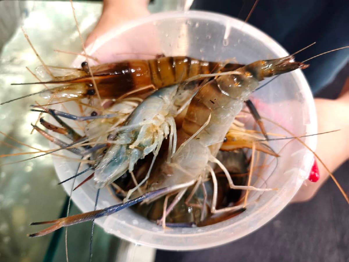 吃到飽省近200元!「泰國活蝦火鍋」蒸煮烤一蝦多吃,還有港點、烤鴨、自助吧(中獎公布) 吃到飽省近200元!「泰國活蝦火鍋」蒸煮烤一蝦多吃,還有港點、烤鴨、自助吧(中獎公布)