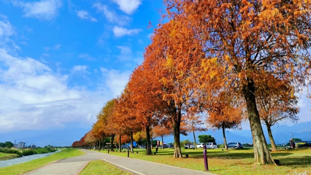 青翠的綠地上，二旁各自矗立一整排的落羽松。（圖片來源：紫色微笑 Ben Jean 饗樂生活）