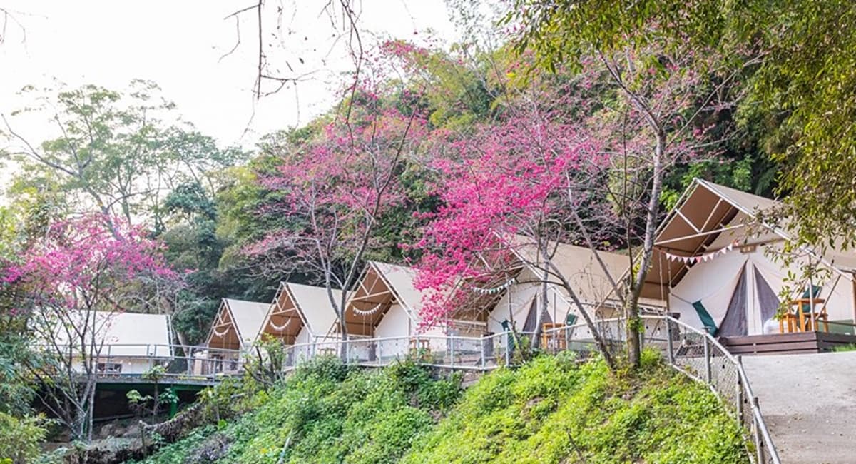 秋冬限定！全台８大絕美落羽松露營秘境，紅葉、星空、溫泉一次滿足