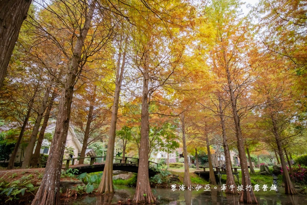 秋冬限定！全台８大絕美落羽松露營秘境，紅葉、星空、溫泉一次滿足