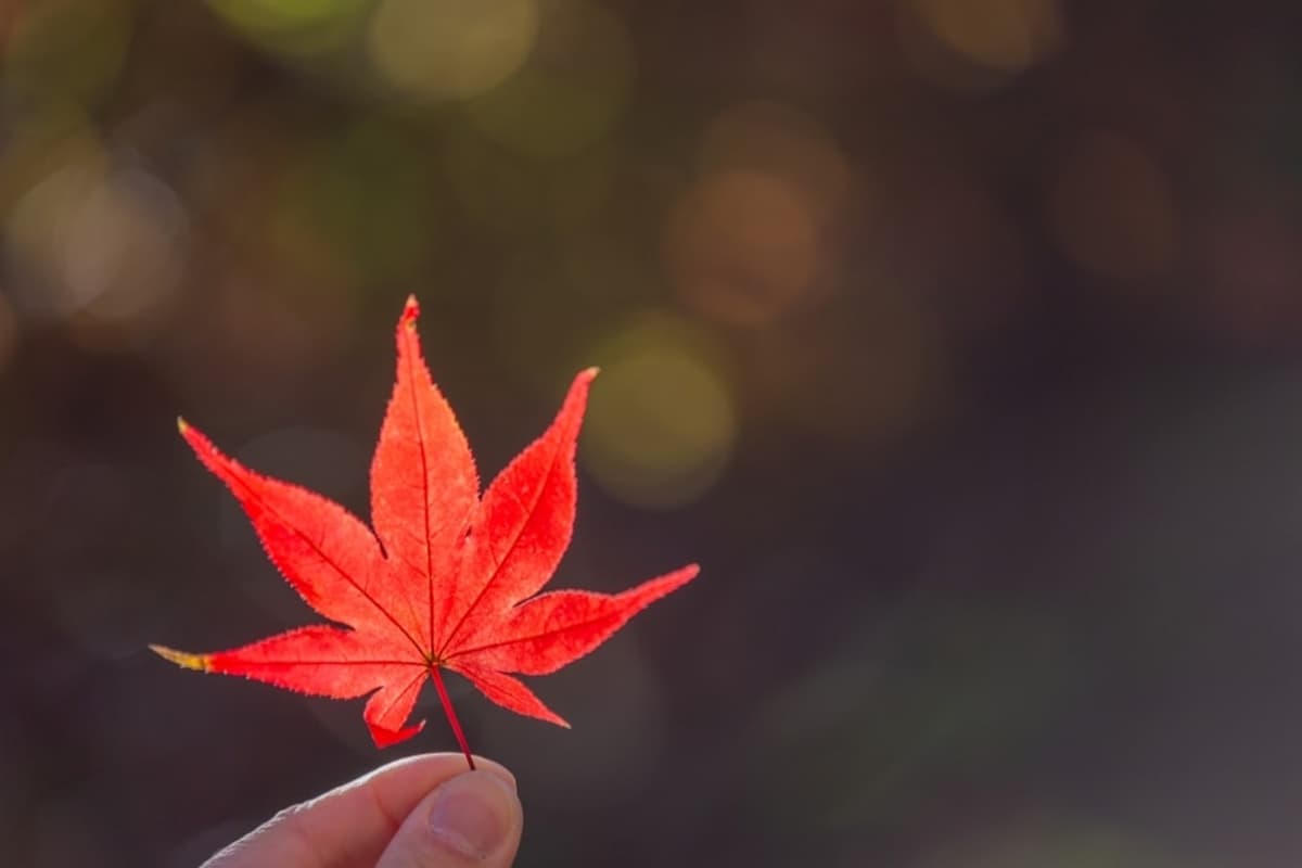 秋冬限定！全台８大絕美落羽松露營秘境，紅葉、星空、溫泉一次滿足