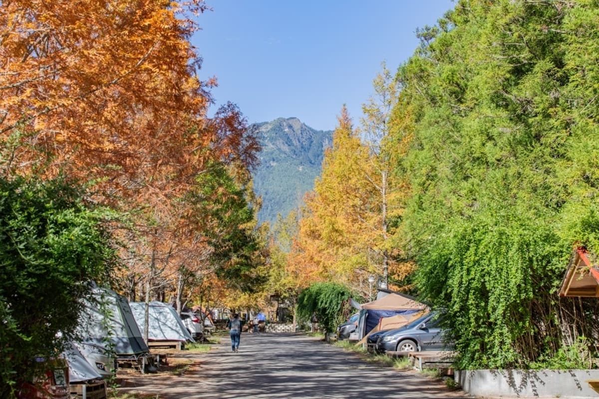 秋冬限定！全台８大絕美落羽松露營秘境，紅葉、星空、溫泉一次滿足