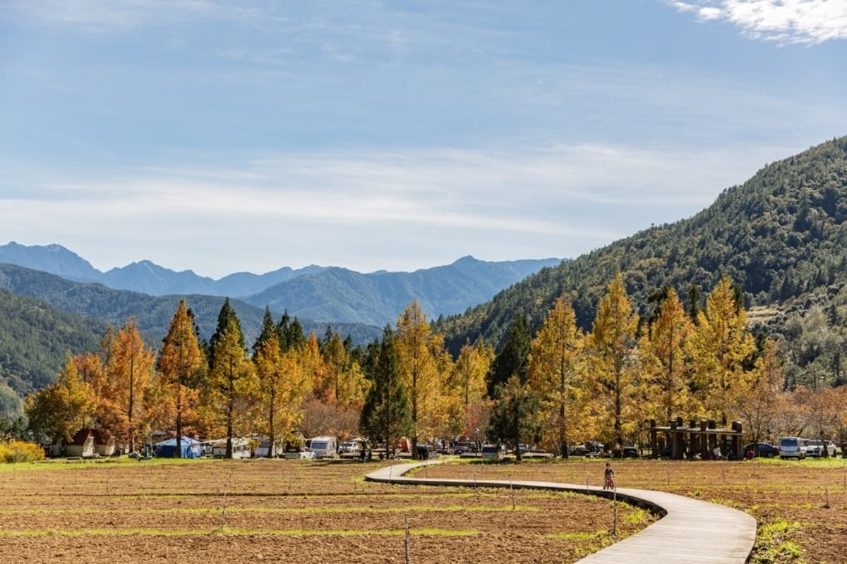 秋冬限定！全台８大絕美落羽松露營秘境，紅葉、星空、溫泉一次滿足