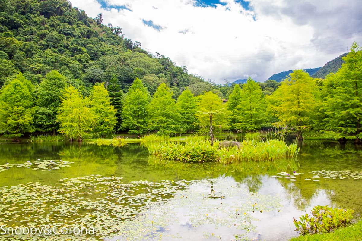 秋冬限定！全台８大絕美落羽松露營秘境，紅葉、星空、溫泉一次滿足