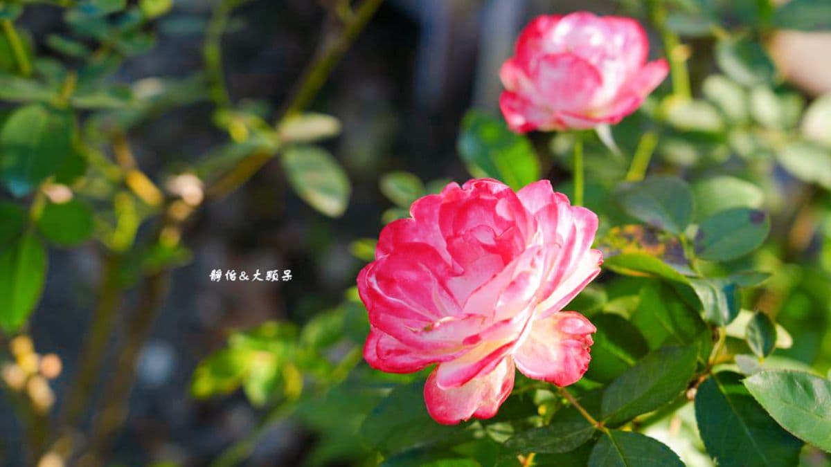 庭院有一大片玫瑰花。（圖片來源：靜怡&大顆呆の親子.旅遊.美食）