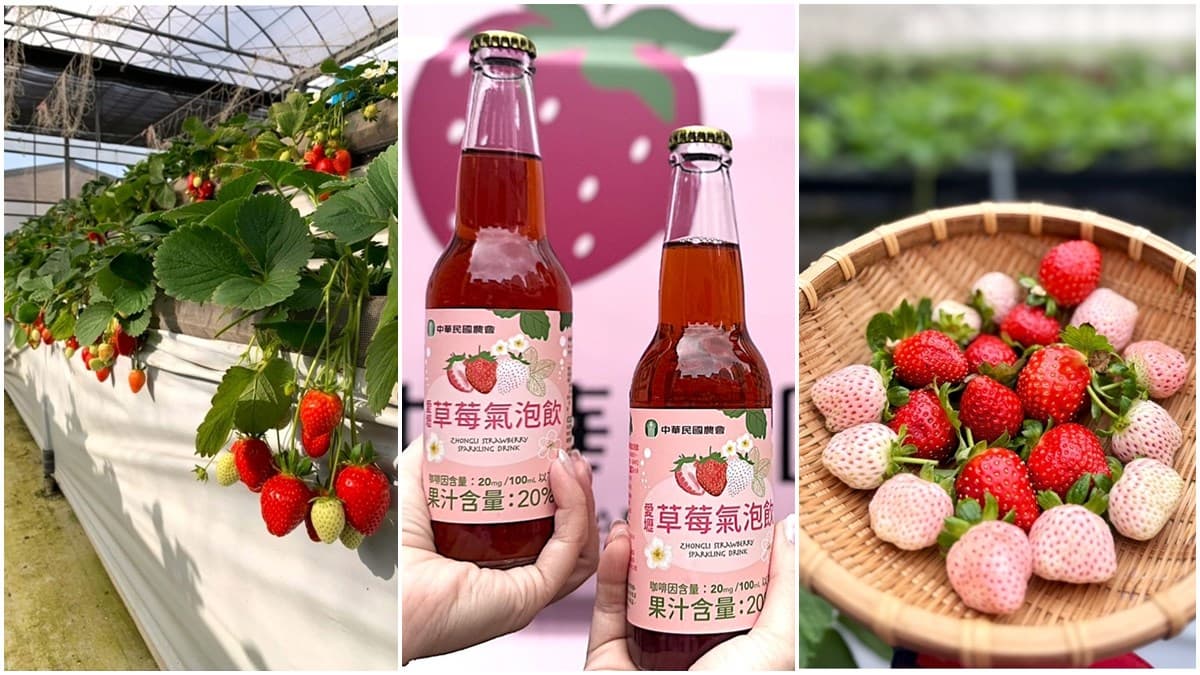 送草莓氣泡飲現省80元！親子必遊12家草莓農場，還可賞落羽松、做糖葫蘆(中獎公布)