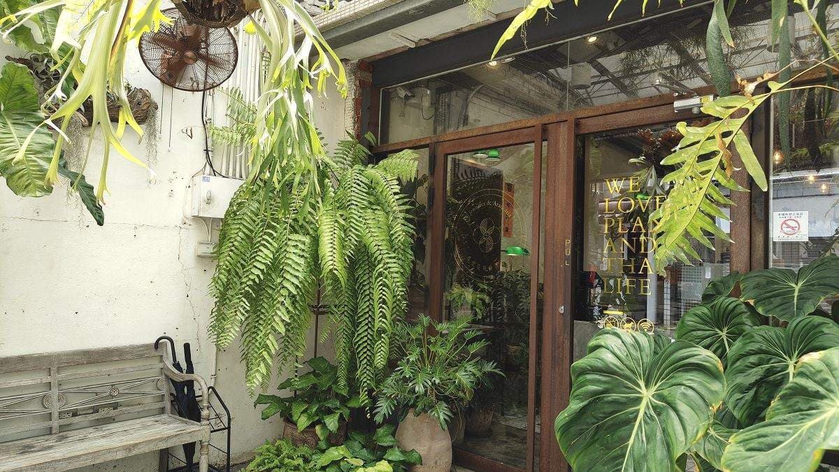 珍妮花與南洋杉位處小巷弄內。（圖片來源：Vicky媽媽的遊樂園）