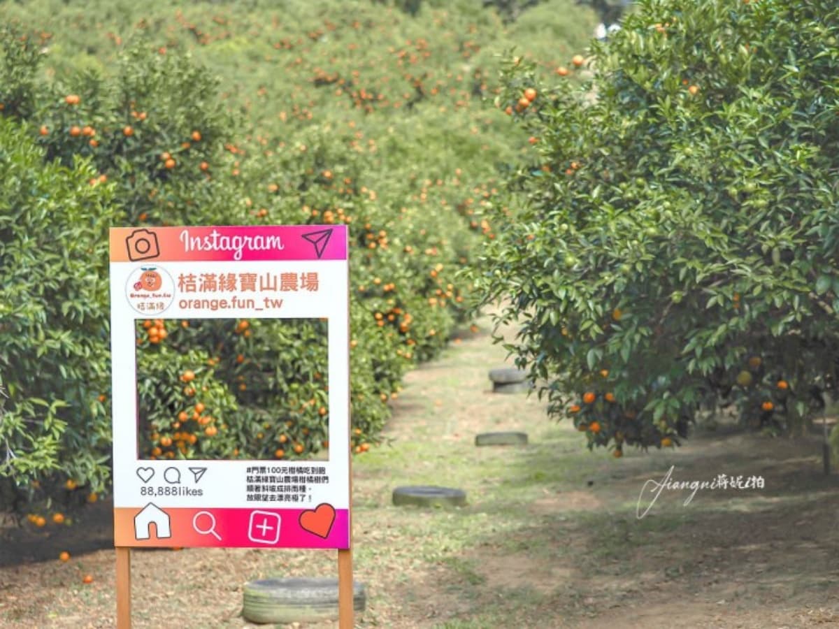 100元橘子吃到飽!美拍「台版濟州島」柑橘森林,入園方式、必吃品種看這篇 100元橘子吃到飽!美拍「台版濟州島」柑橘森林,入園方式、必吃品種看這篇