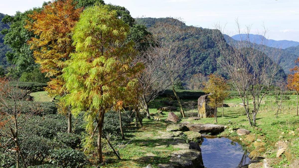 秋冬前來，更可期待滿山林的金黃落羽松。（圖片來源：可大王愛旅行）