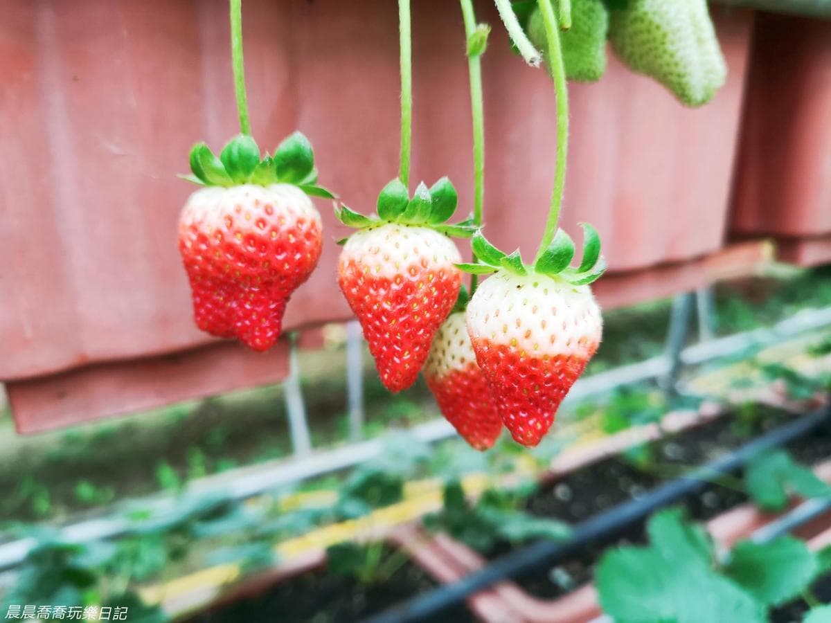免踩泥巴下雨天也能去！６家好玩草莓園：DIY大福、超Q草莓裝、現烤桶仔雞