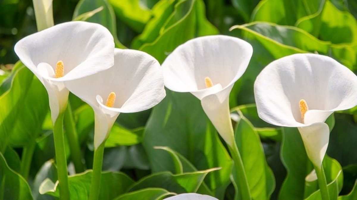 潔白的海芋，十分療癒。（圖片來源：旅行履行中）