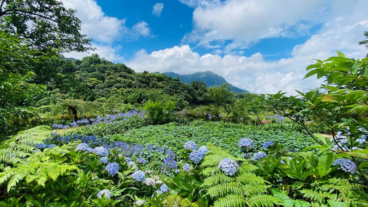繡球花遍佈四周，不僅室內可以欣賞，還可以坐在戶外一邊用餐一邊欣賞。（圖片來源：大海愛上藍天）