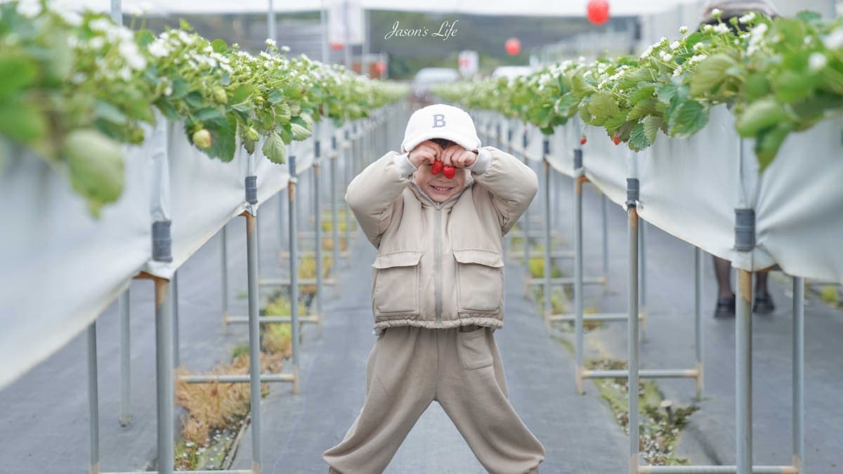 可以進來兩處的草莓園走走尋找草莓的蹤跡、拍照。（圖片來源：Jason's Life）