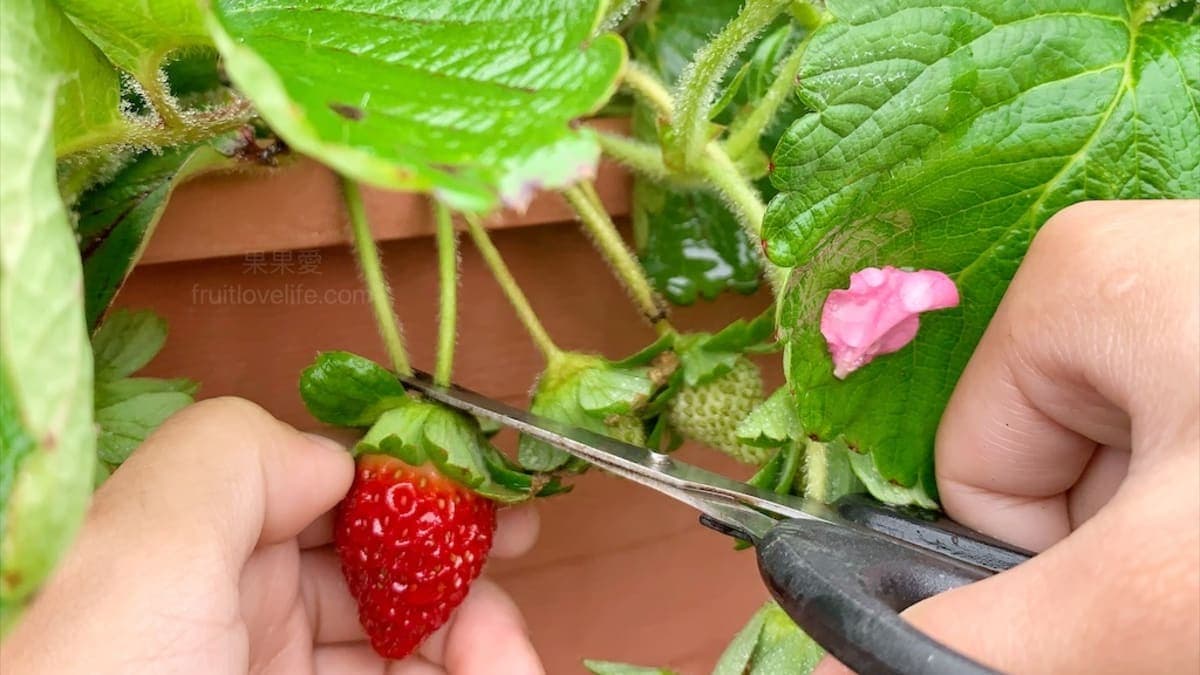以無毒的方式栽種，每年都會自行送檢驗。（圖片來源：果果愛Fruitlove）