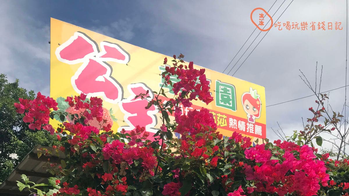 這邊海拔比較高，草莓真鮮甜多汁。（圖片來源：沐沐的吃喝玩樂生活日記）