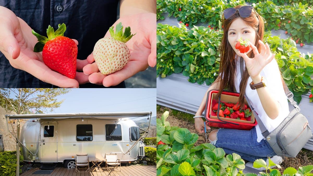 大湖草莓季必收！８間強大果園懶人包：稀有白草莓、韓系下午茶，連毛孩也能去