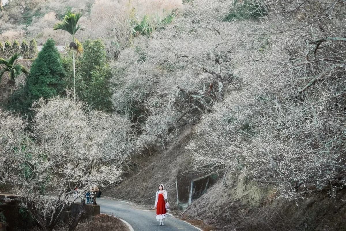 海拔900公尺「銀白仙境」!隱藏版「梅雪森林」花海爆發,滿開80%錯過等明年 海拔900公尺「銀白仙境」!隱藏版「梅雪森林」花海爆發,滿開80%錯過等明年