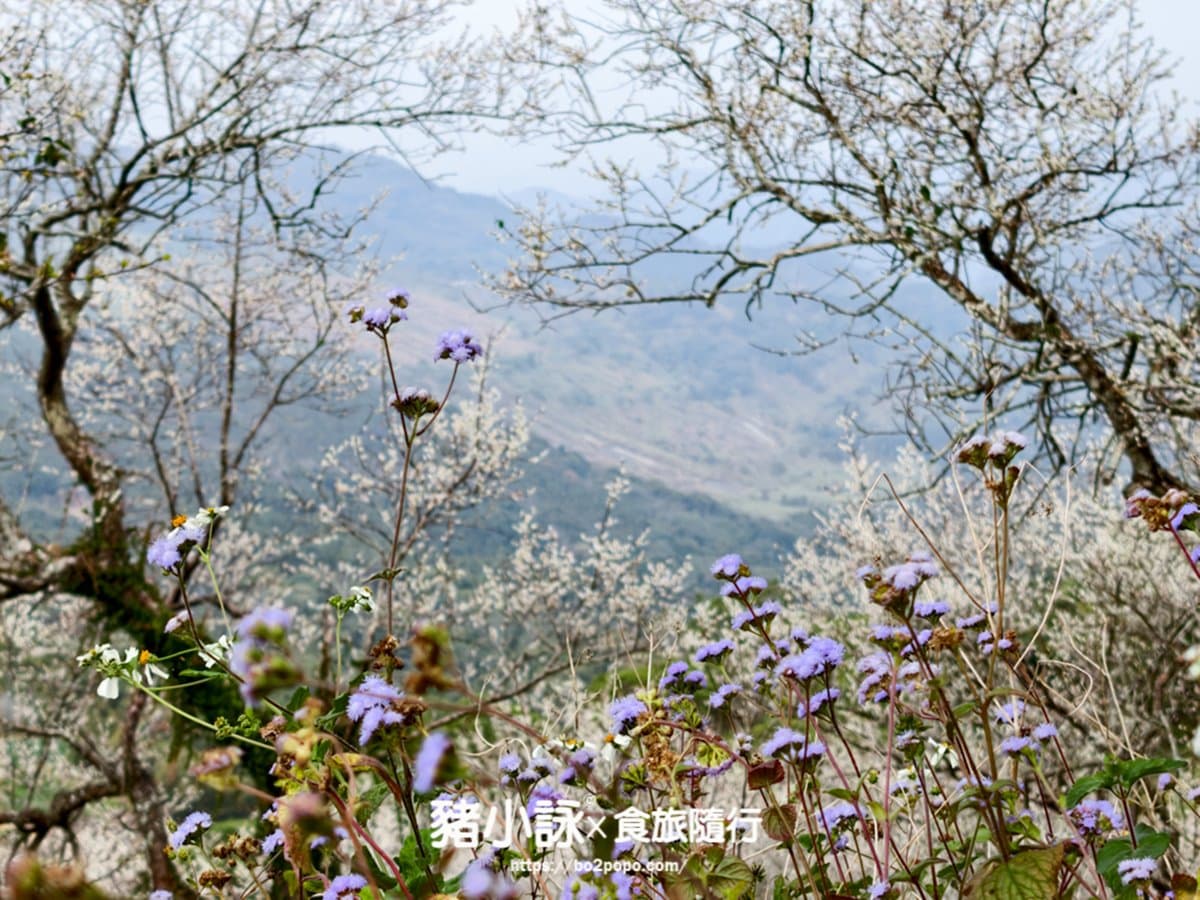 海拔900公尺「銀白仙境」!隱藏版「梅雪森林」花海爆發,滿開80%錯過等明年 海拔900公尺「銀白仙境」!隱藏版「梅雪森林」花海爆發,滿開80%錯過等明年
