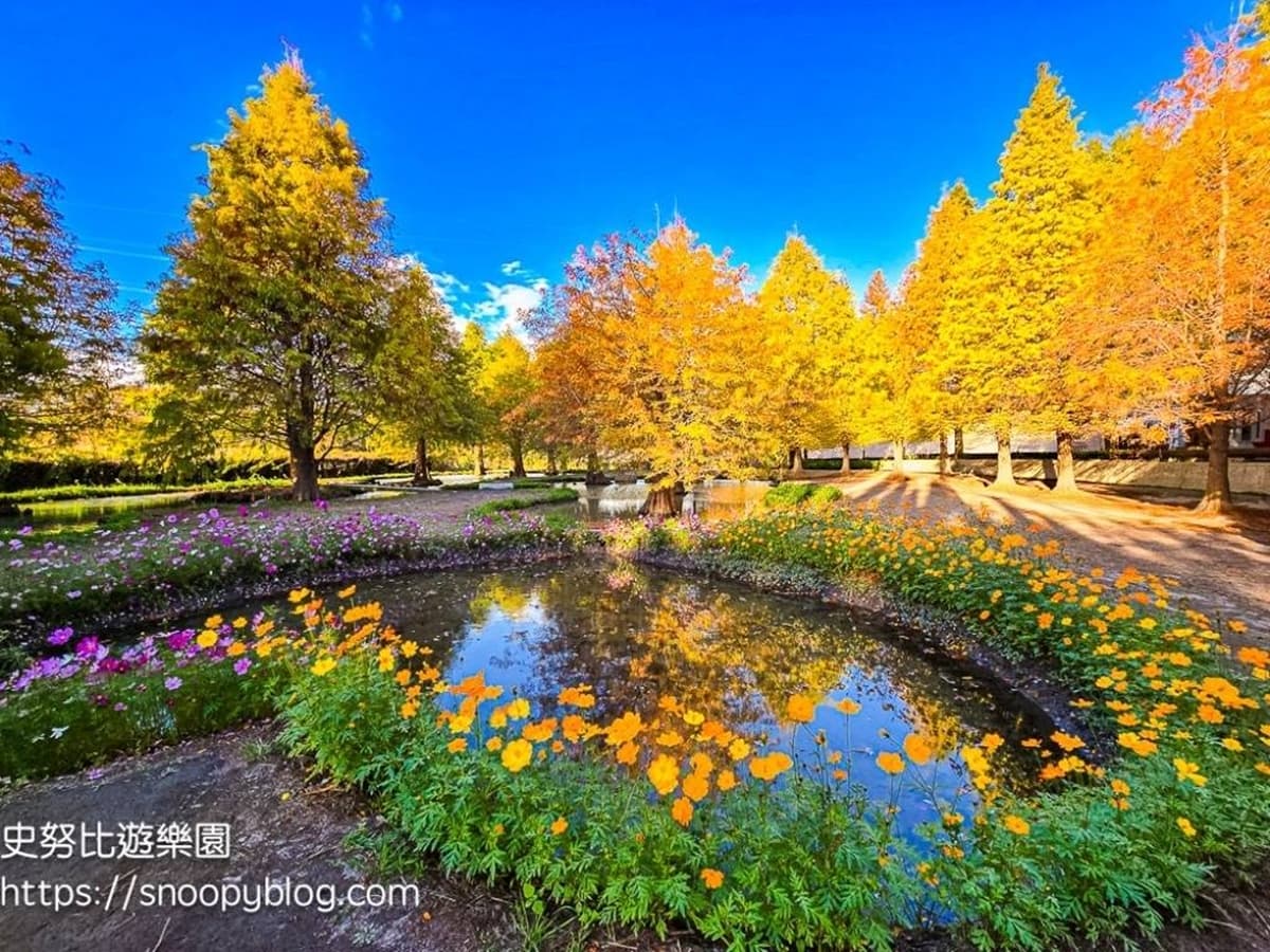 落羽松愛心水池超夢幻!台中后里「水上森林」轉紅了,加碼波斯菊花海、水上步道 落羽松愛心水池超夢幻!台中后里「水上森林」轉紅了,加碼波斯菊花海、水上步道