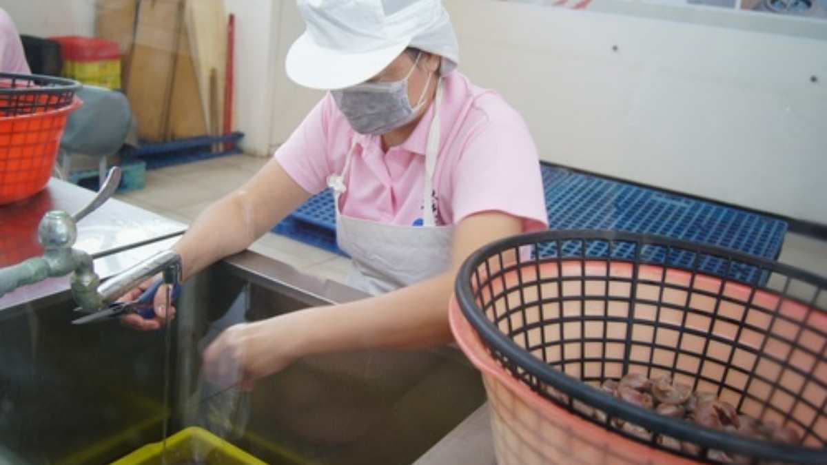 烏魚子的製程主要分為７大步驟，全程都需由人力來執行。（圖片來源：快樂的過每一天）