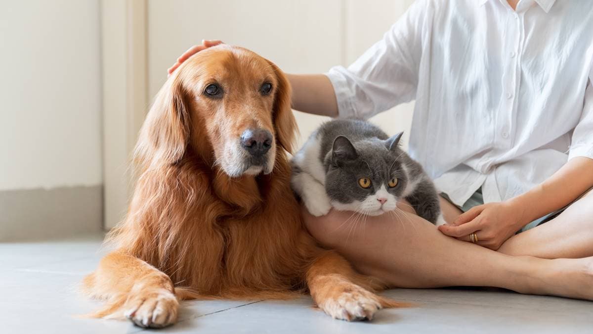 寵物飼主領錢了！「符合資格者」最高補助5000元，申請方法、期限一次看