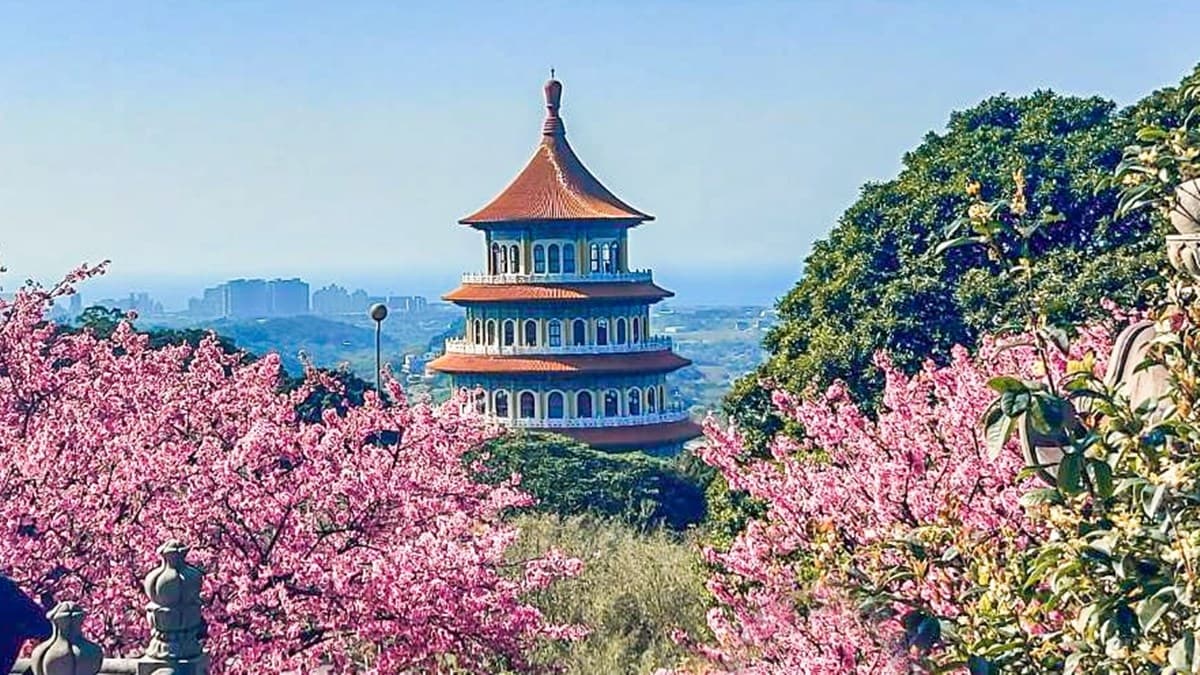 2026天元宮櫻花季懶人包!最新花況花期、交通方式、最佳賞花拍照點一次看 2026天元宮櫻花季懶人包!最新花況花期、交通方式、最佳賞花拍照點一次看