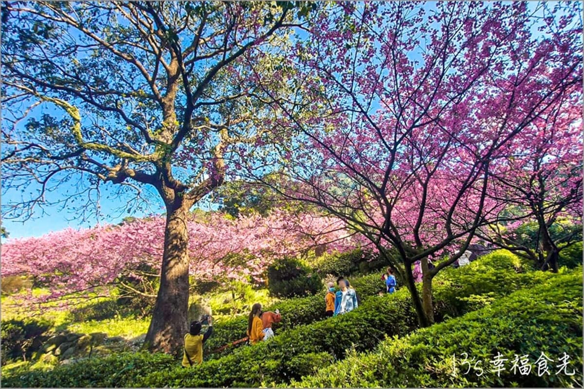 2026天元宮櫻花季懶人包!最新花況花期、交通方式、最佳賞花拍照點一次看 2026天元宮櫻花季懶人包!最新花況花期、交通方式、最佳賞花拍照點一次看